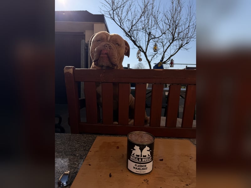Old English Bulldog Deckrüde – kraftvoll, typvoll, kerngesund | Sunshine Bulls Linie
