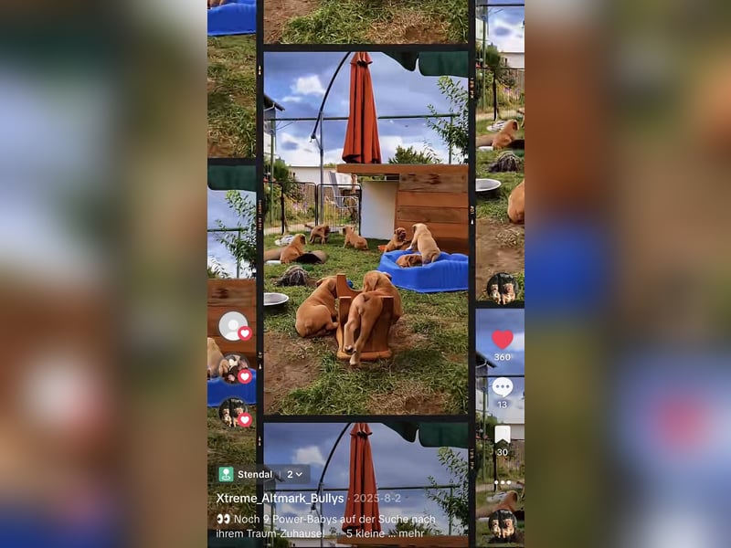 Old English Bulldog Deckrüde – kraftvoll, typvoll, kerngesund | Sunshine Bulls Linie