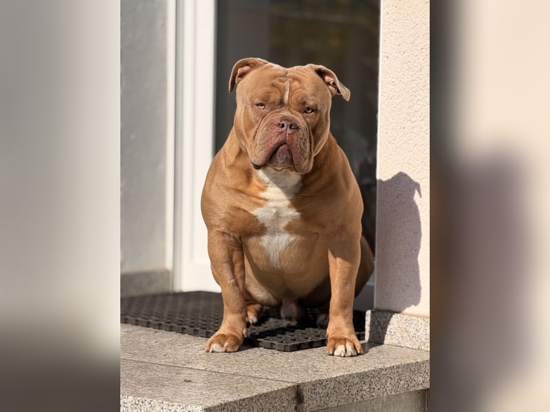 Old English Bulldog Deckrüde – kraftvoll, typvoll, kerngesund | Sunshine Bulls Linie