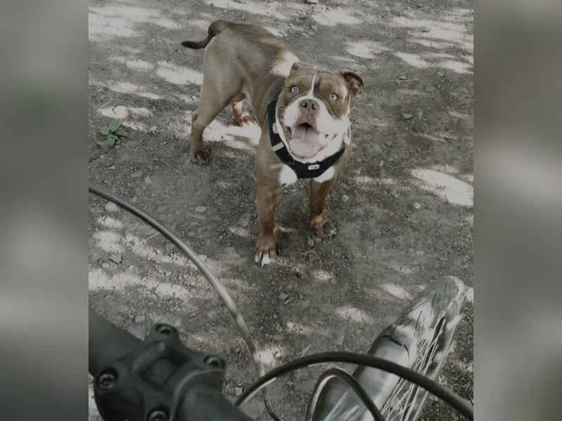 Old english bulldog - englische Bulldogge