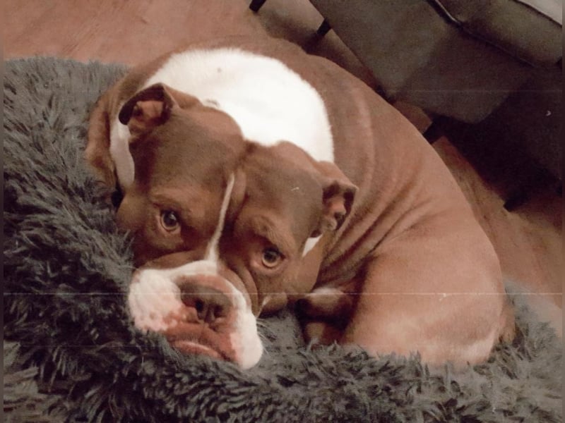 Old english bulldog - englische Bulldogge