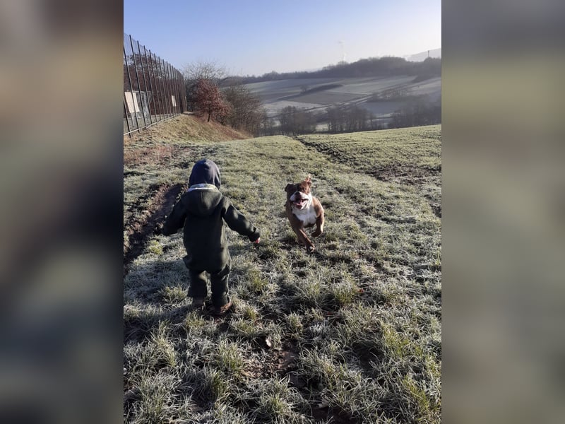 Old english bulldog - englische Bulldogge