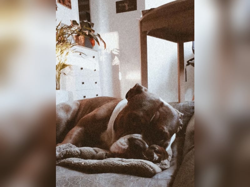 Old english bulldog - englische Bulldogge