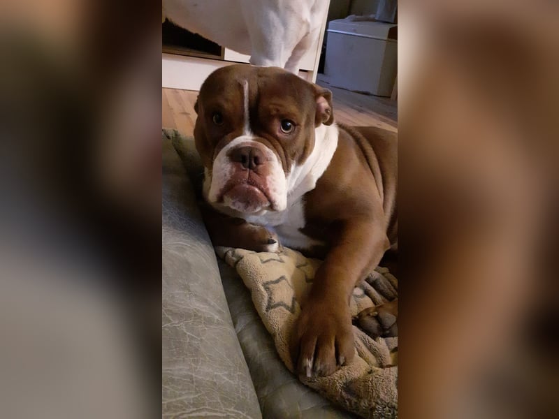 Old english bulldog - englische Bulldogge