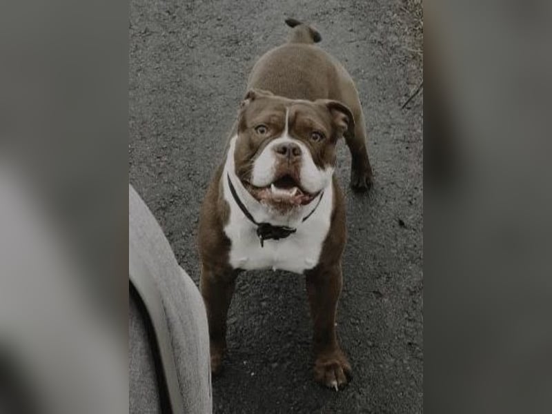 Old english bulldog - englische Bulldogge