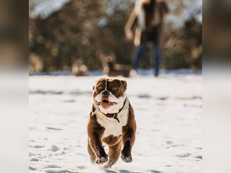 Old english bulldog - englische Bulldogge