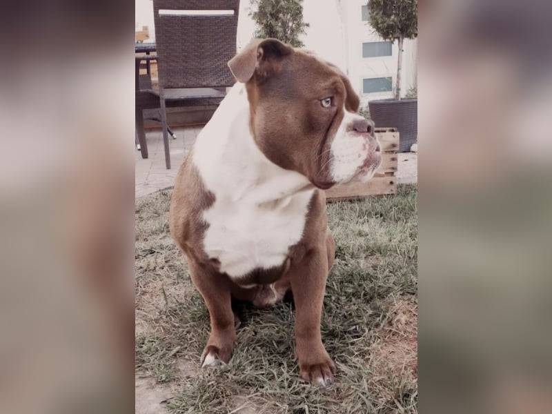 Old english bulldog - englische Bulldogge