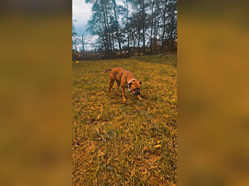 Liebevolle Hündin sucht neues Zuhause
