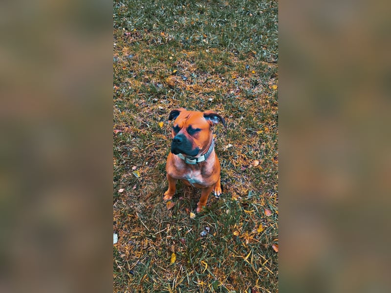 Liebevolle Hündin sucht neues Zuhause