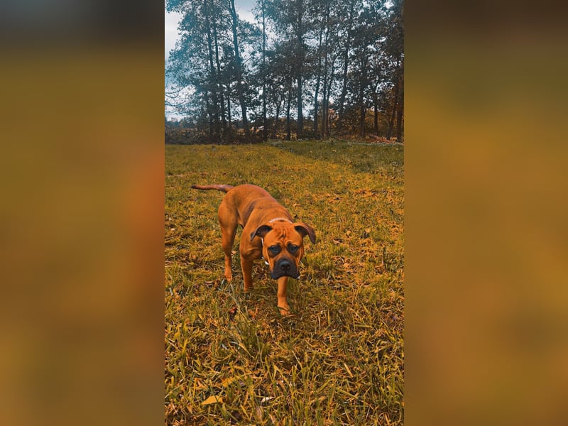 Liebevolle Hündin sucht neues Zuhause