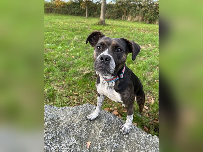 Mila sucht neues Zuhause