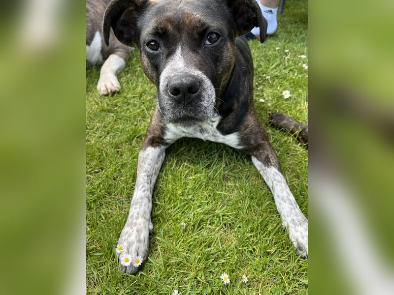 Mila sucht neues Zuhause