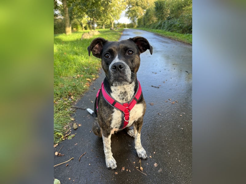 Mila sucht neues Zuhause