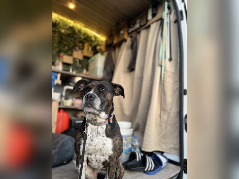 Mila sucht neues Zuhause