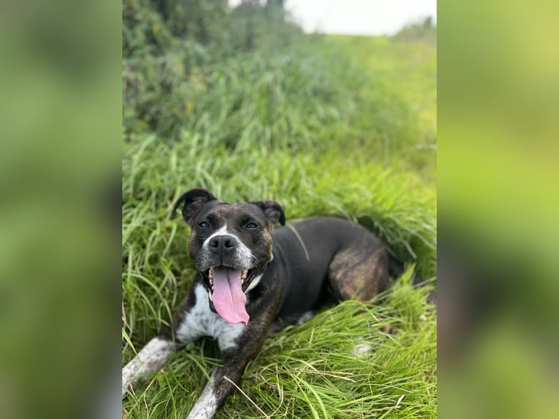 Mila sucht neues Zuhause