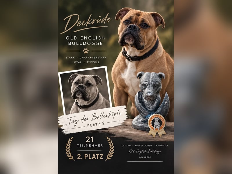 Old English Bulldog,Deckrüde,OEB