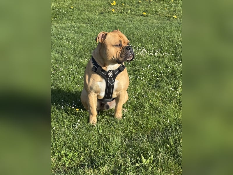 Old English Bulldog,Deckrüde,OEB