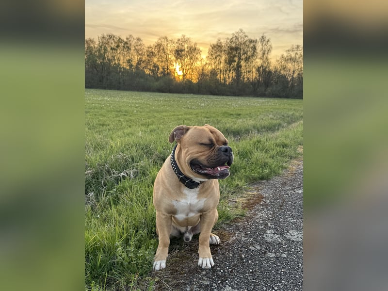 Old English Bulldog,Deckrüde,OEB