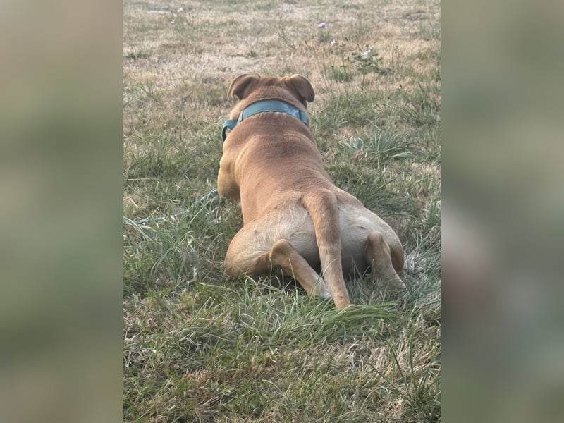Old English Bulldog,Deckrüde,OEB