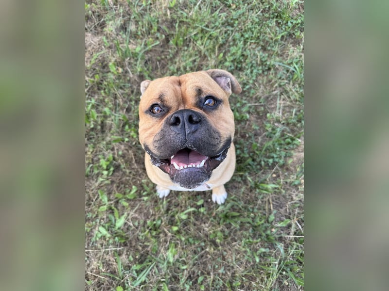 Old English Bulldog,Deckrüde,OEB