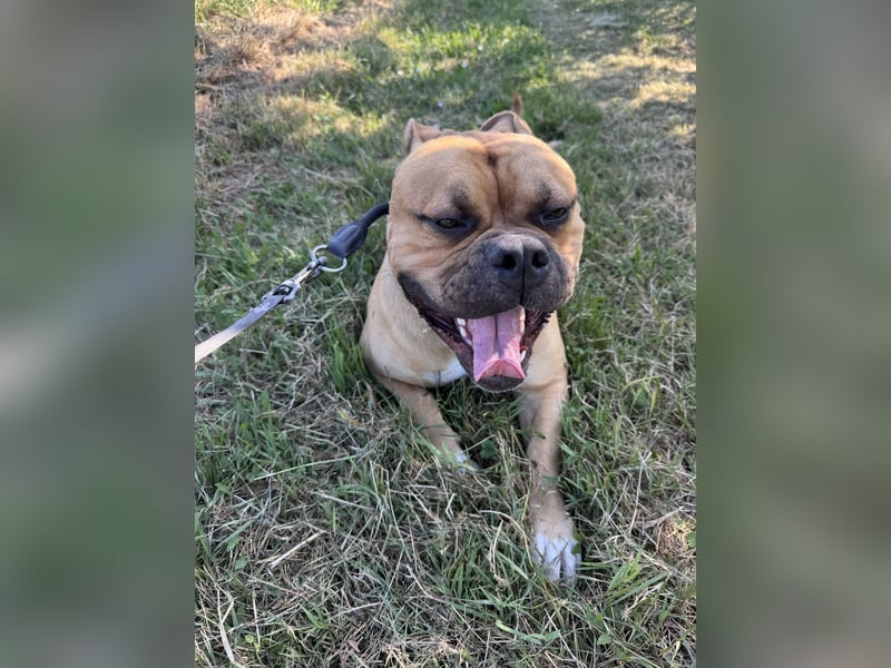 Old English Bulldog,Deckrüde,OEB