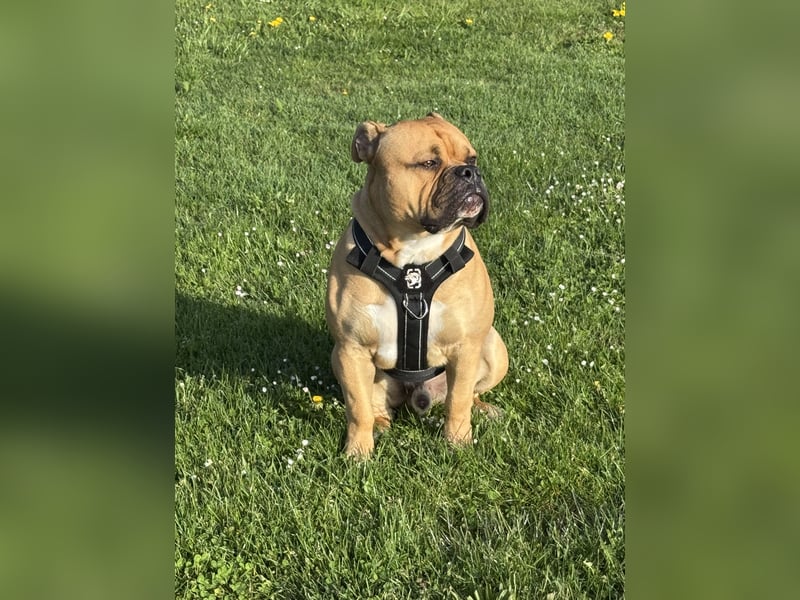Old English Bulldog,Deckrüde,OEB