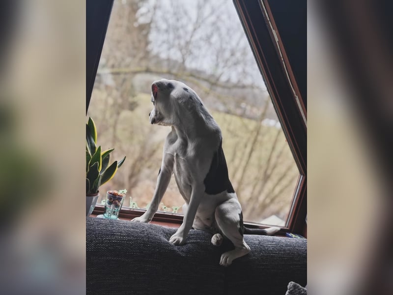 Little Tyson sucht ihr Für-immer-Zuhause