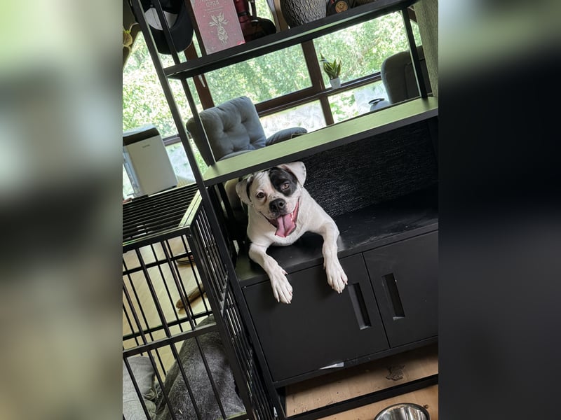 Little Tyson sucht ihr Für-immer-Zuhause