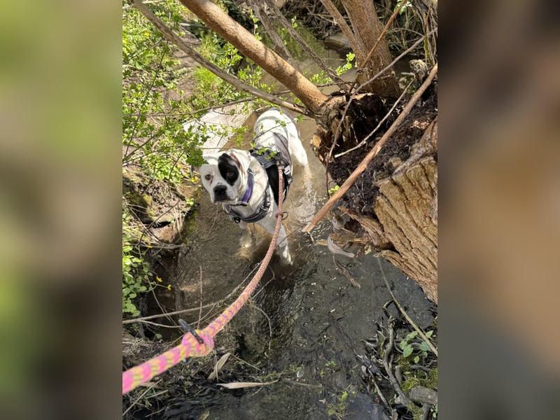 Little Tyson sucht ihr Für-immer-Zuhause