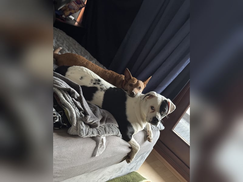 Little Tyson sucht ihr Für-immer-Zuhause