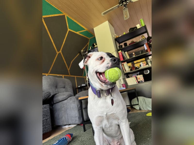 Little Tyson sucht ihr Für-immer-Zuhause