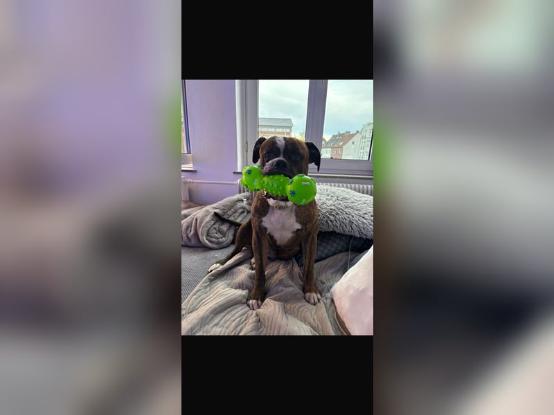 Old Englisch Bulldogge Mischling