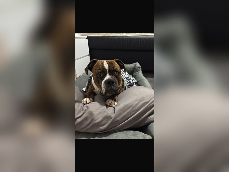 Old Englisch Bulldogge Mischling