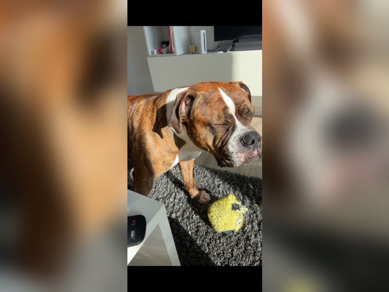 Old Englisch Bulldogge Mischling