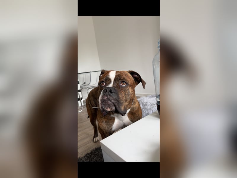 Old Englisch Bulldogge Mischling