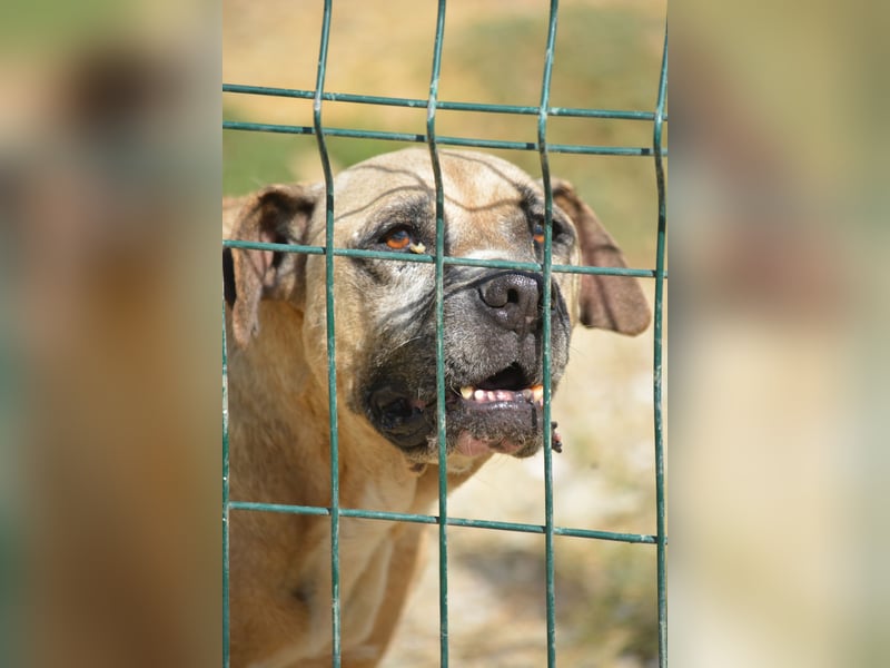 NOTFALL!!! Maggie - Sehr liebe und verschmuste Boxer-Bulldoggen-Mix Hündin, ca. 4 Jahre alt