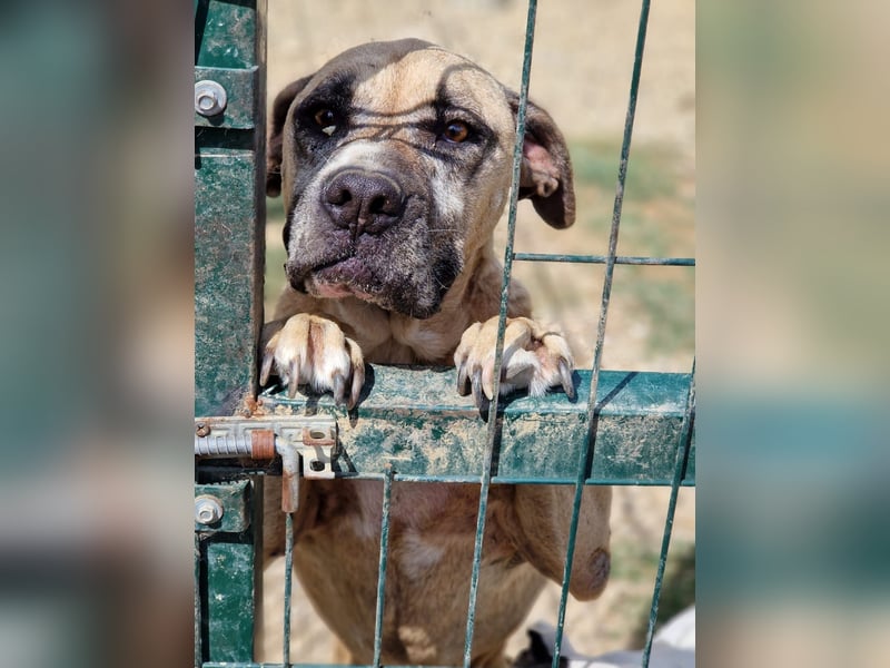 NOTFALL!!! Maggie - Sehr liebe und verschmuste Boxer-Bulldoggen-Mix Hündin, ca. 4 Jahre alt