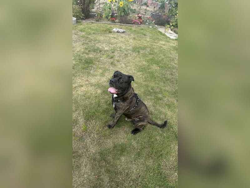 Old English Bulldog