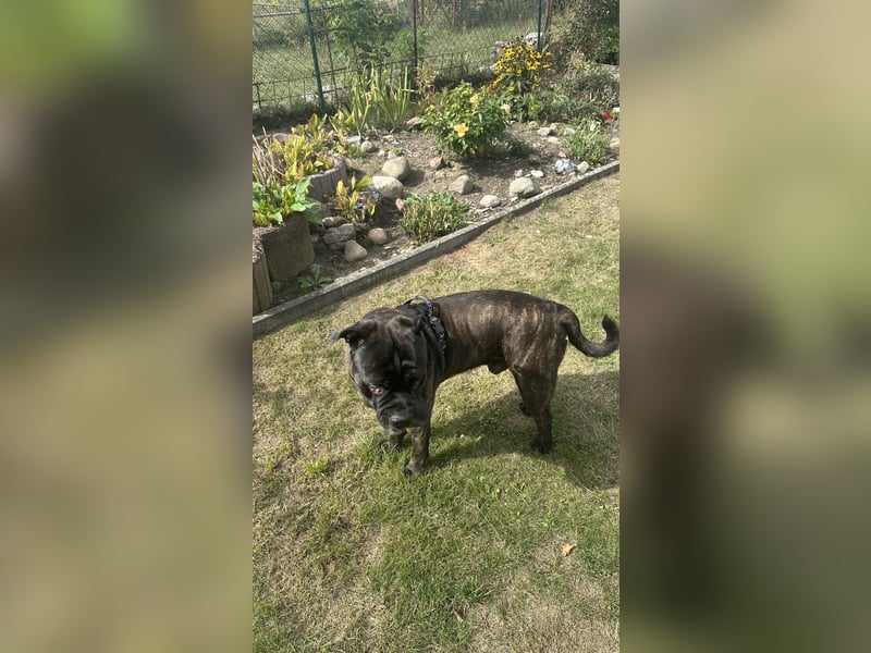 Old English Bulldog