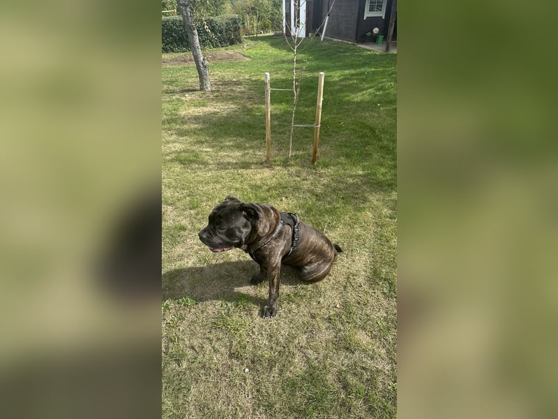 Old English Bulldog