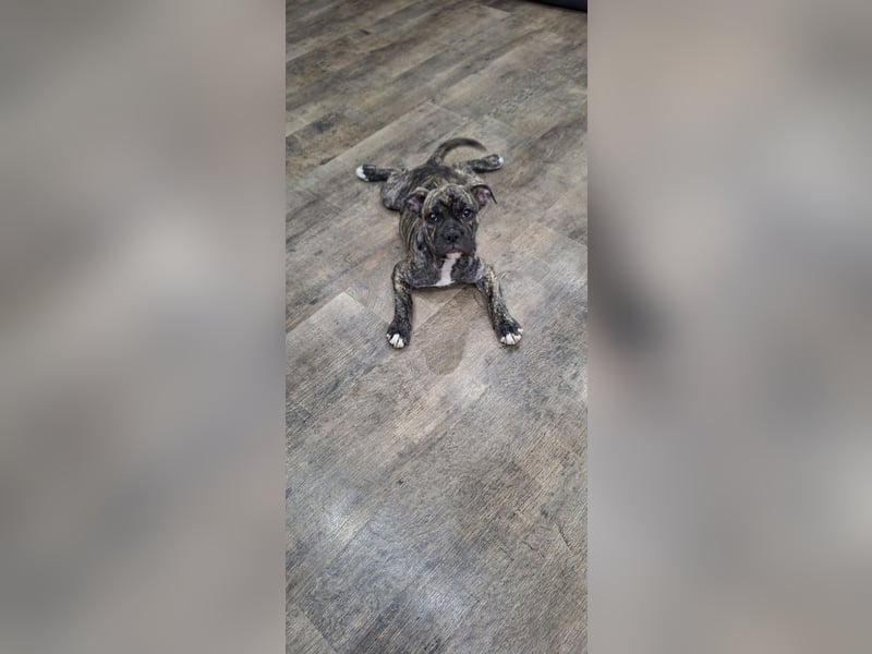 Old Englische Bulldogge Welpe