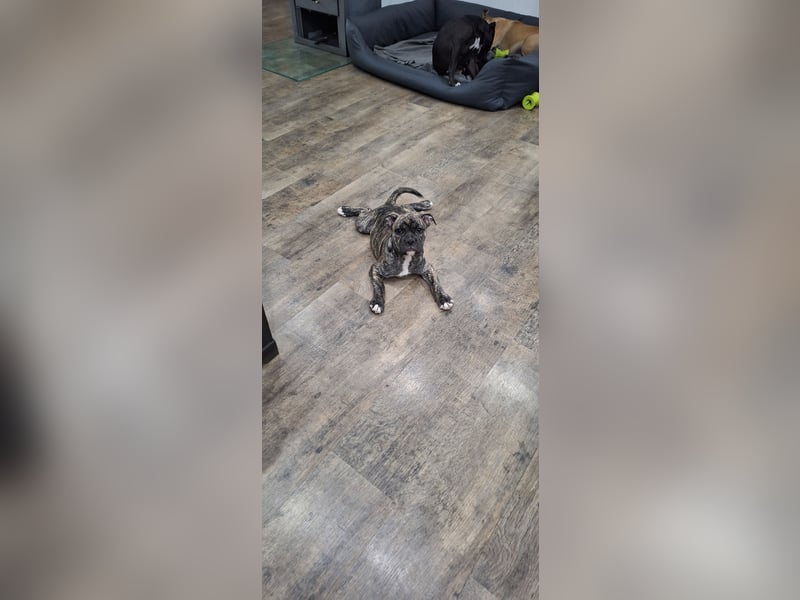Old Englische Bulldogge Welpe