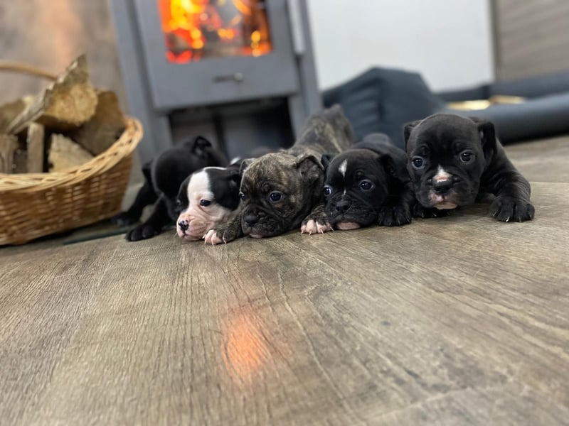 Old Englische Bulldogge Welpe