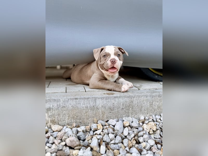 Sportliche Old English Bulldog aus seriöser Familienzucht