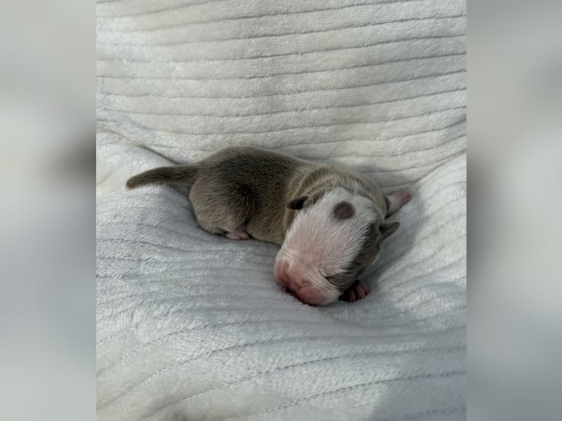 Sportliche Old English Bulldog aus seriöser Familienzucht