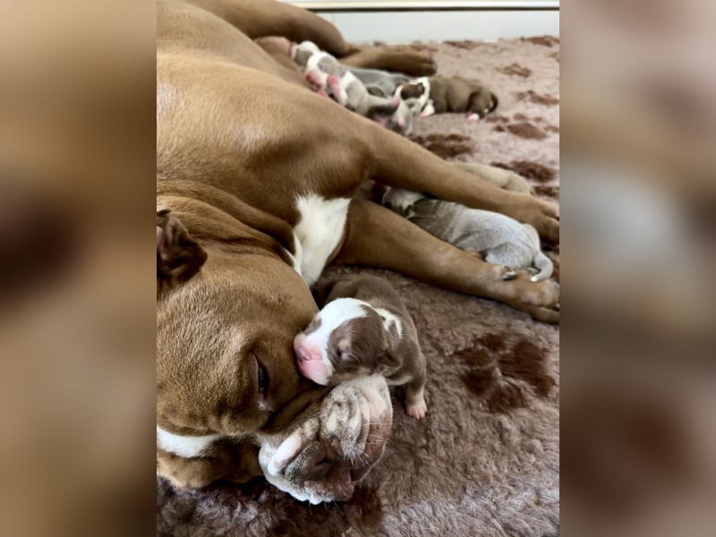 Sportliche Old English Bulldog aus seriöser Familienzucht