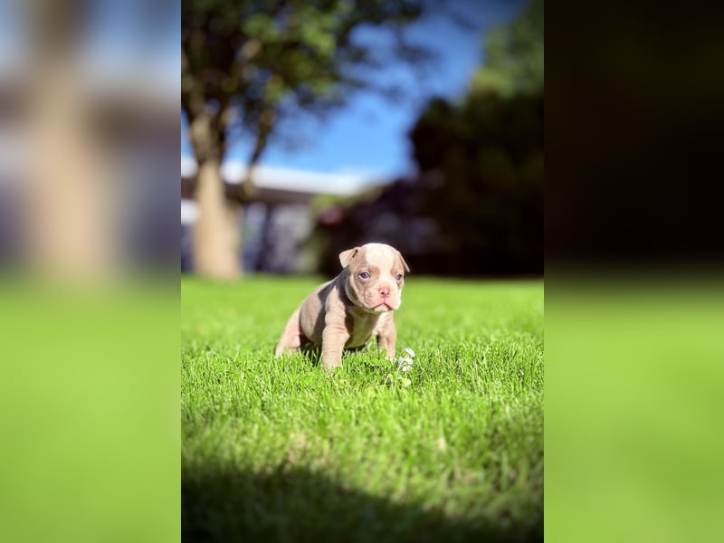 Old English Bulldog OEB Gesunde Sportliche Welpen aus seriöser Familienzucht!