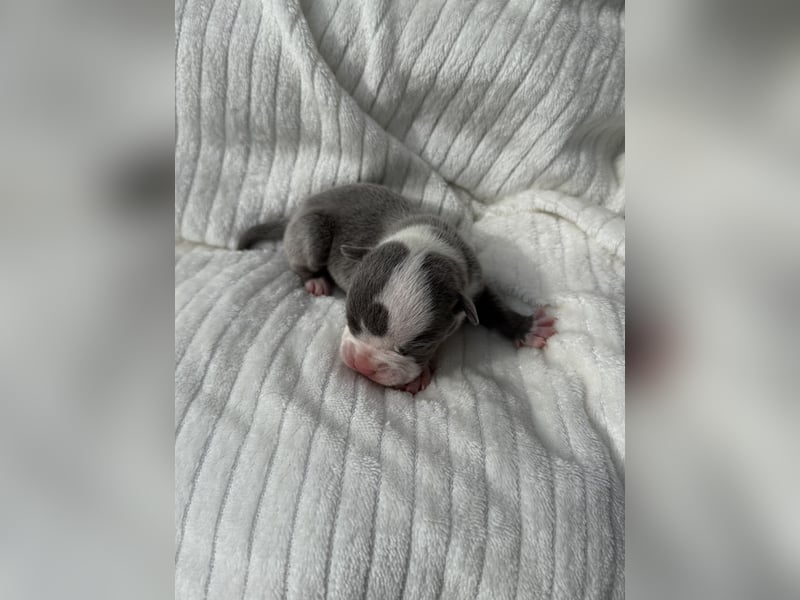 Sportliche Old English Bulldog aus seriöser Familienzucht