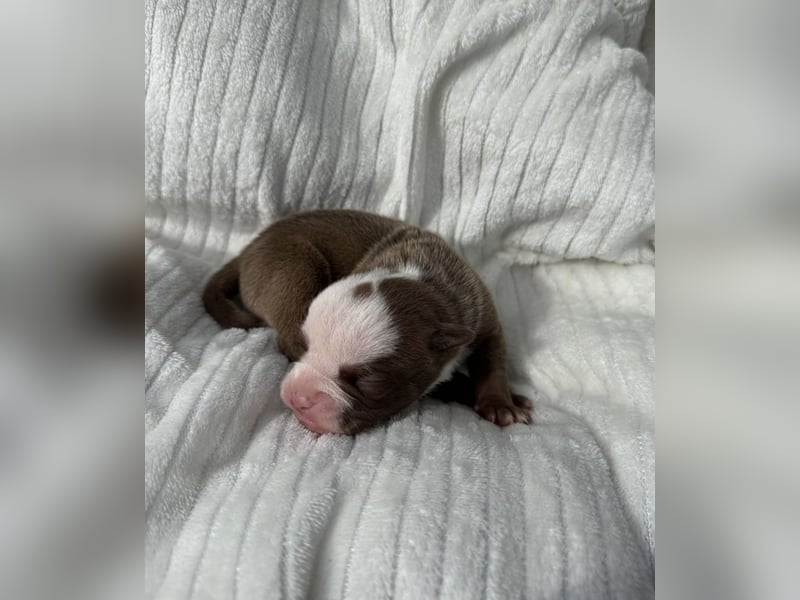 Sportliche Old English Bulldog aus seriöser Familienzucht