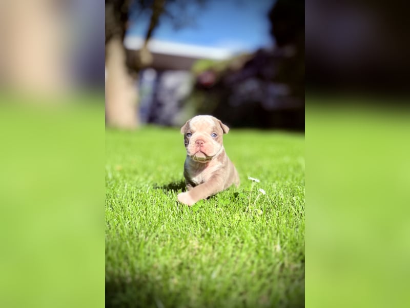 Old English Bulldog OEB Gesunde Sportliche Welpen aus seriöser Familienzucht!